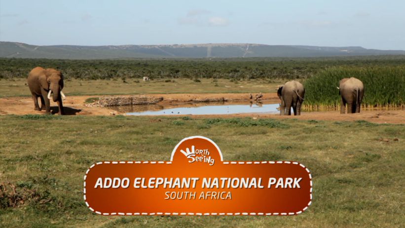 002 阿多大象國家公園 / 南非 「Addo Elephant National Park / South Africa」