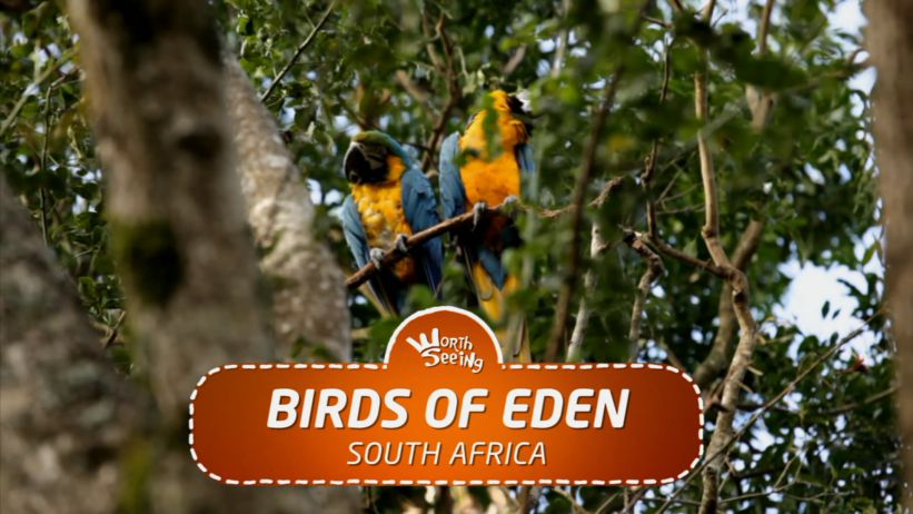 004 伊甸鳥園 / 南非 「Birds of Eden / South Africa」