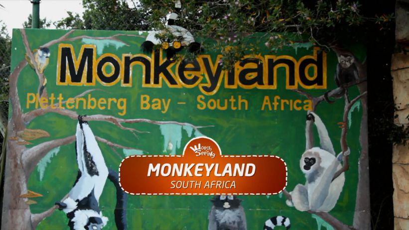 011 猴子樂園 / 南非 「Monkeyland / South Africa」