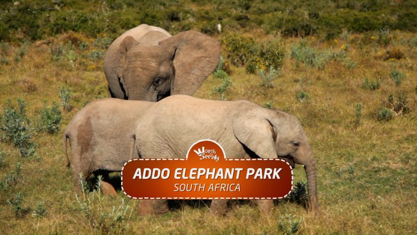 012 阿多大象公園 / 南非 「Addo Elephant Park / South Africa」