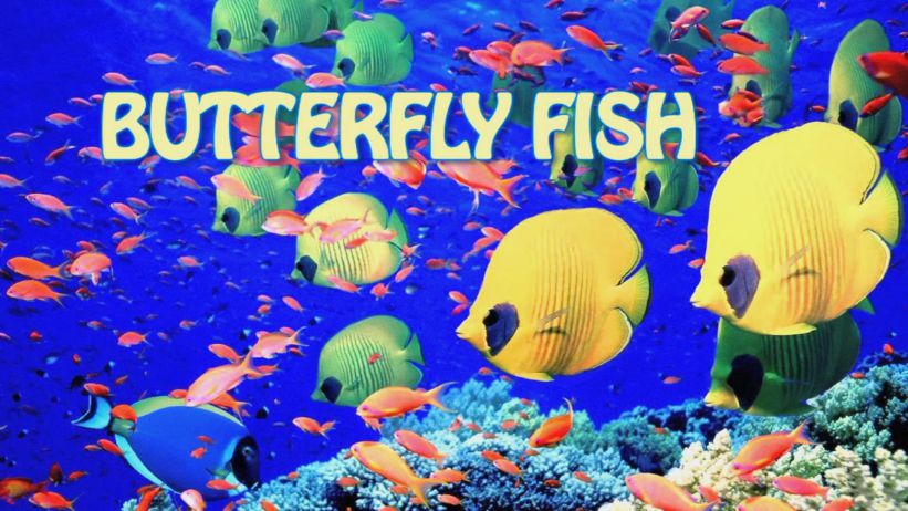 002 來做蝴蝶魚 「 Butterfly Fish」