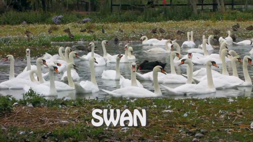 007 來做天鵝 「 Swan」