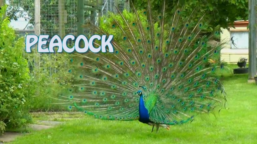 008 來做孔雀 「 Peacock」