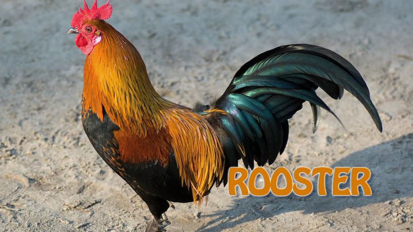 011 來做公雞 「 Rooster」