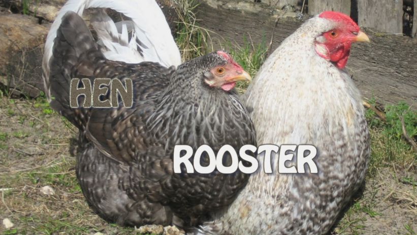 012 來做母雞與公雞 「 Hen & Rooster」