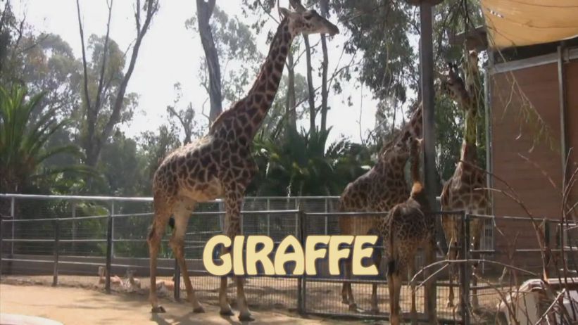 023 來做長頸鹿 「 Giraffe」