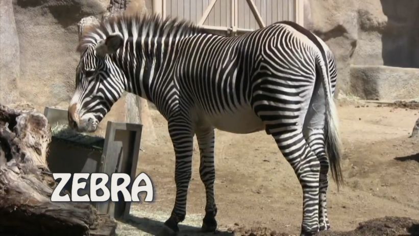 024 來做斑馬 「 Zebra」