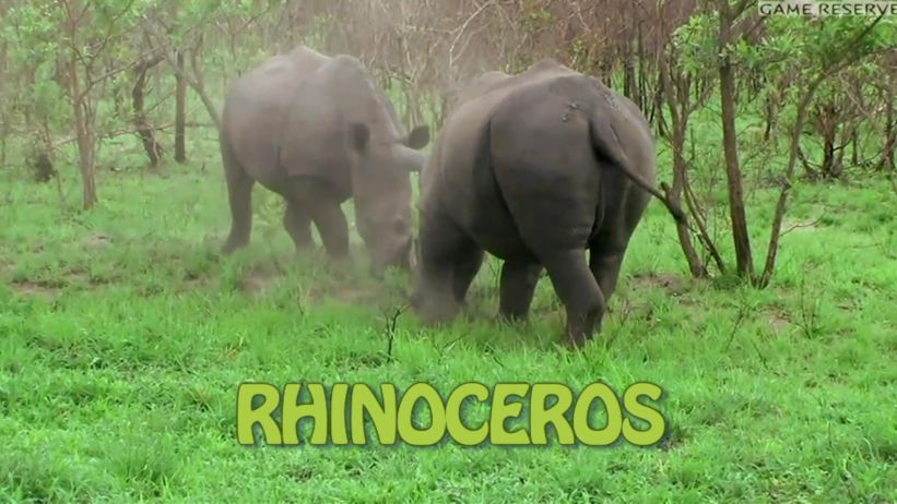 027 來做犀牛 「 Rhinoceros」