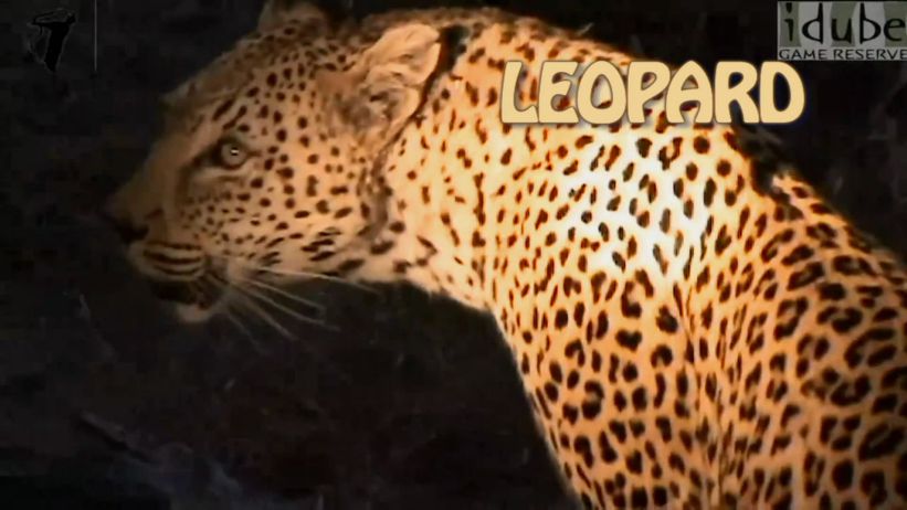 029 來做豹 「 Leopard」