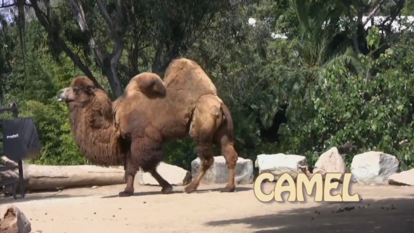 030 來做駱駝 「 Camel」