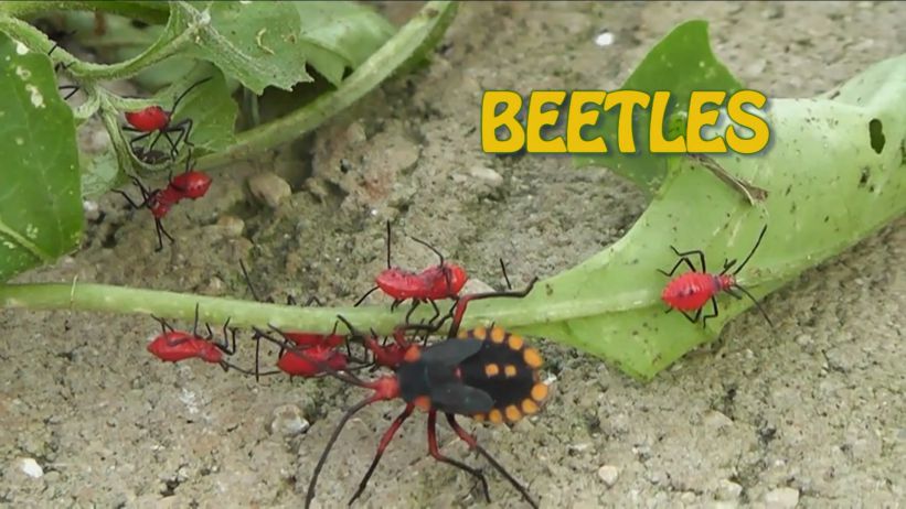 033 來做甲蟲 「 Beetles」