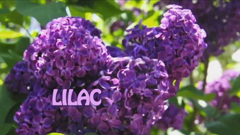 047 來畫紫丁香花 「 Lilac」