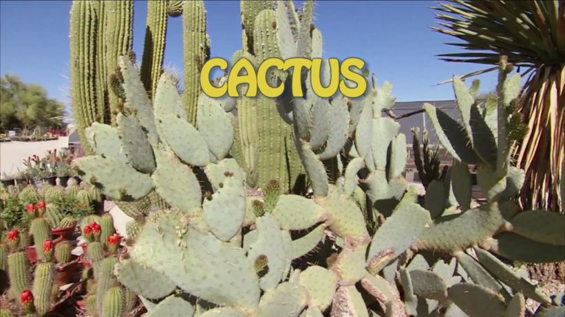 065 來做仙人掌 「 Cactus」