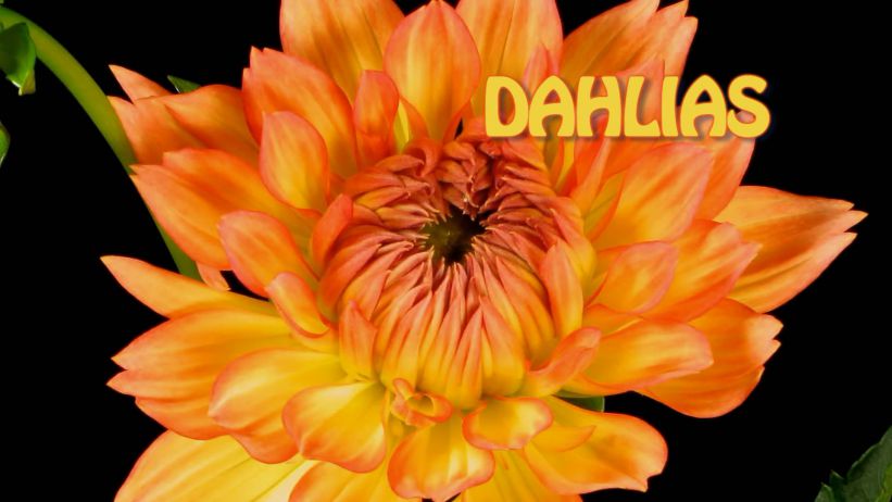 066 來做大麗花 「 Dahlias」